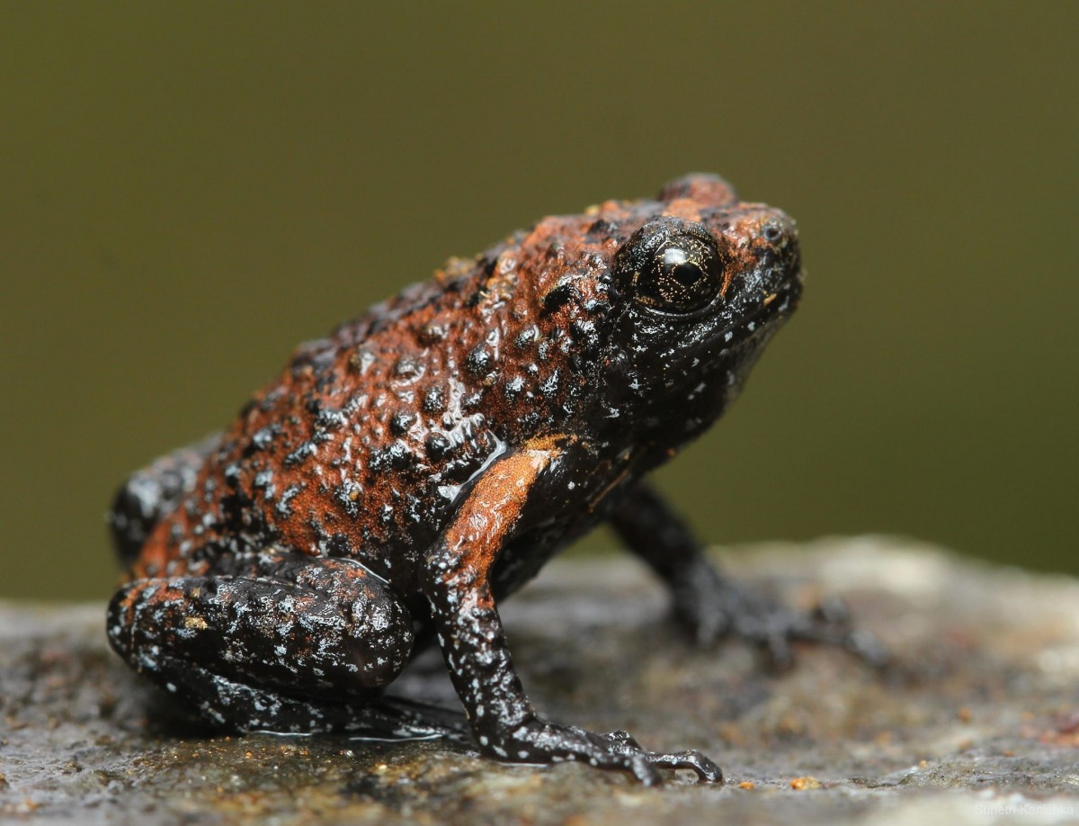 Ramanella palmata Parker, 1934